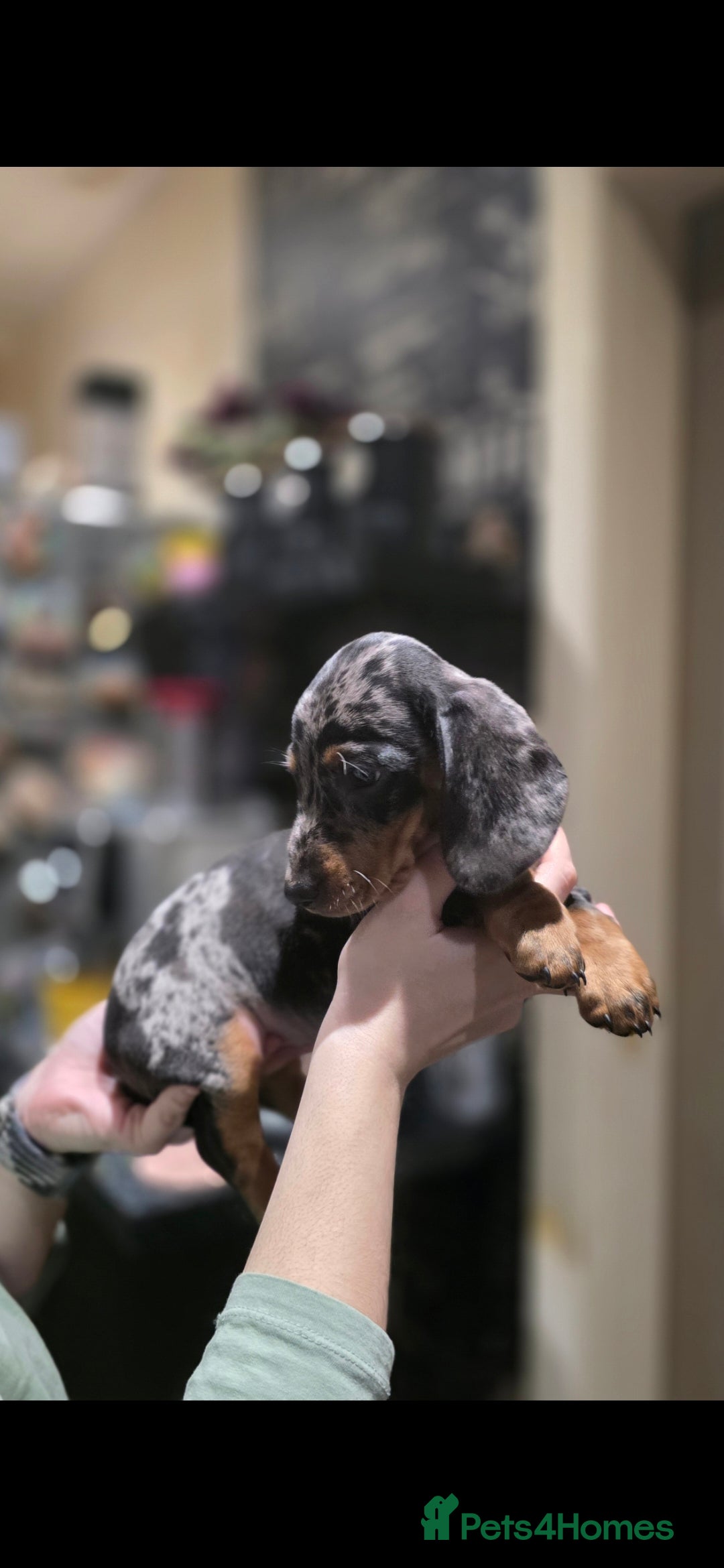 Dachshund dogs Beautifull puppies  - Advert 2