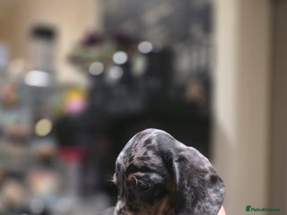 Dachshund dogs Beautifull puppies - Advert 4