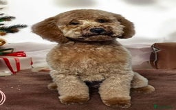 Labradoodle dogs for sale: Gorgeous f1b Labradoodle Puppies KC Parents - Advert 12