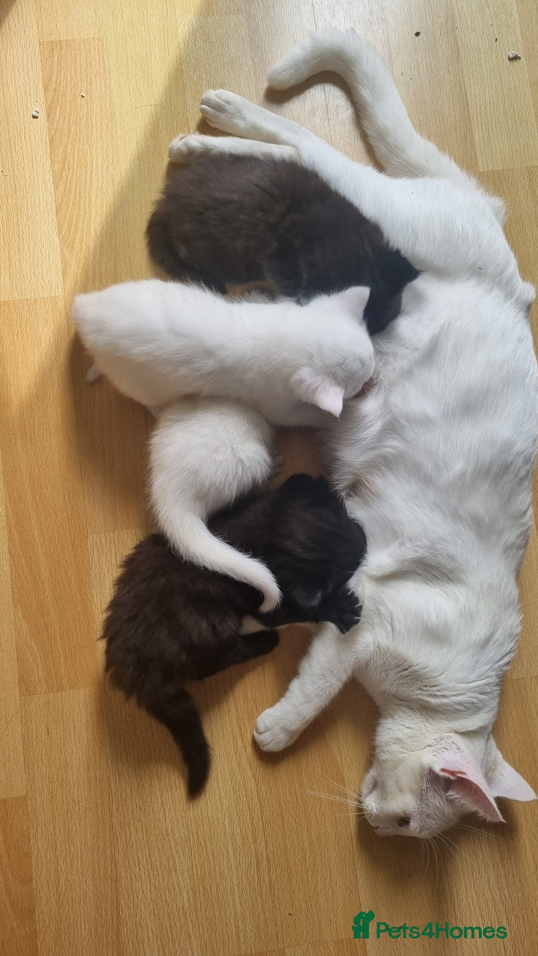 Mixed Breed cats for sale: Kittens for sale - Image 6