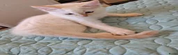 Mixed Breed cats for sale: Blue eyed ragdoll mix kittens - Advert 3