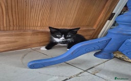 British Shorthair cats for sale: 5 adorable, playful kittens for sale. - Image 5