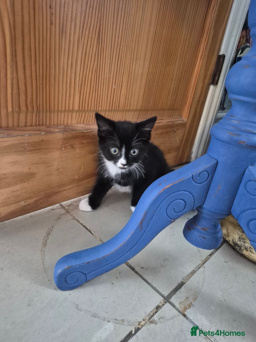 British Shorthair cats for sale: 5 adorable, playful kittens for sale. - Image 5