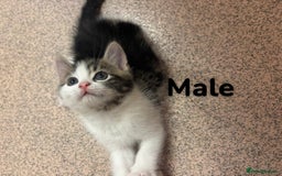 Bengal cats for sale: Kittens for sale  - Image 2