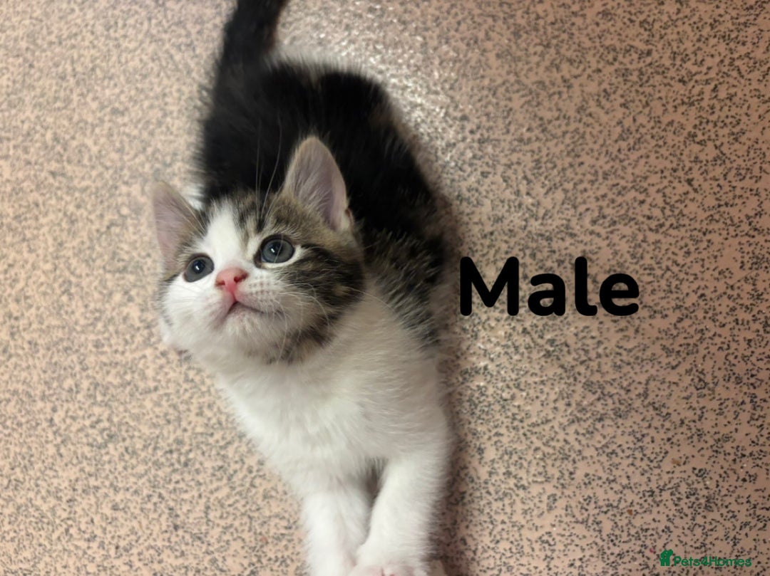 Bengal cats for sale: Kittens for sale  - Image 2