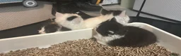 Mixed Breed cats for sale: 2 white and black long hairs kittens - Advert 4