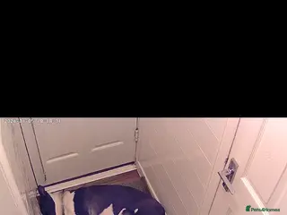 Mixed Breed dogs Siberian husky puppies - Advert 14