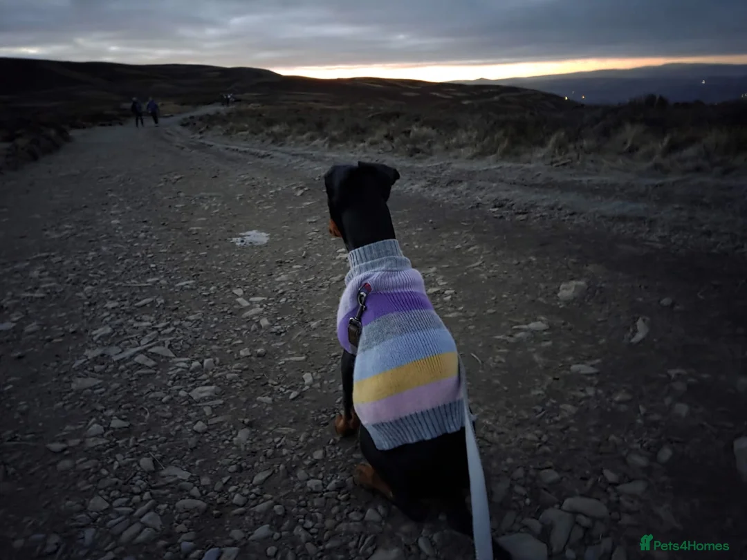 Dobermann dogs for sale: Doberman puppies " all reserved " - Advert 6