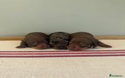 Miniature Dachshund dogs for sale: KC reg v small miniature smooth dachshund puppies - Image 2