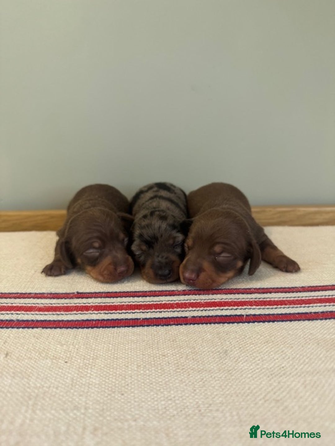 Miniature Dachshund dogs for sale: KC reg v small miniature smooth dachshund puppies - Image 2