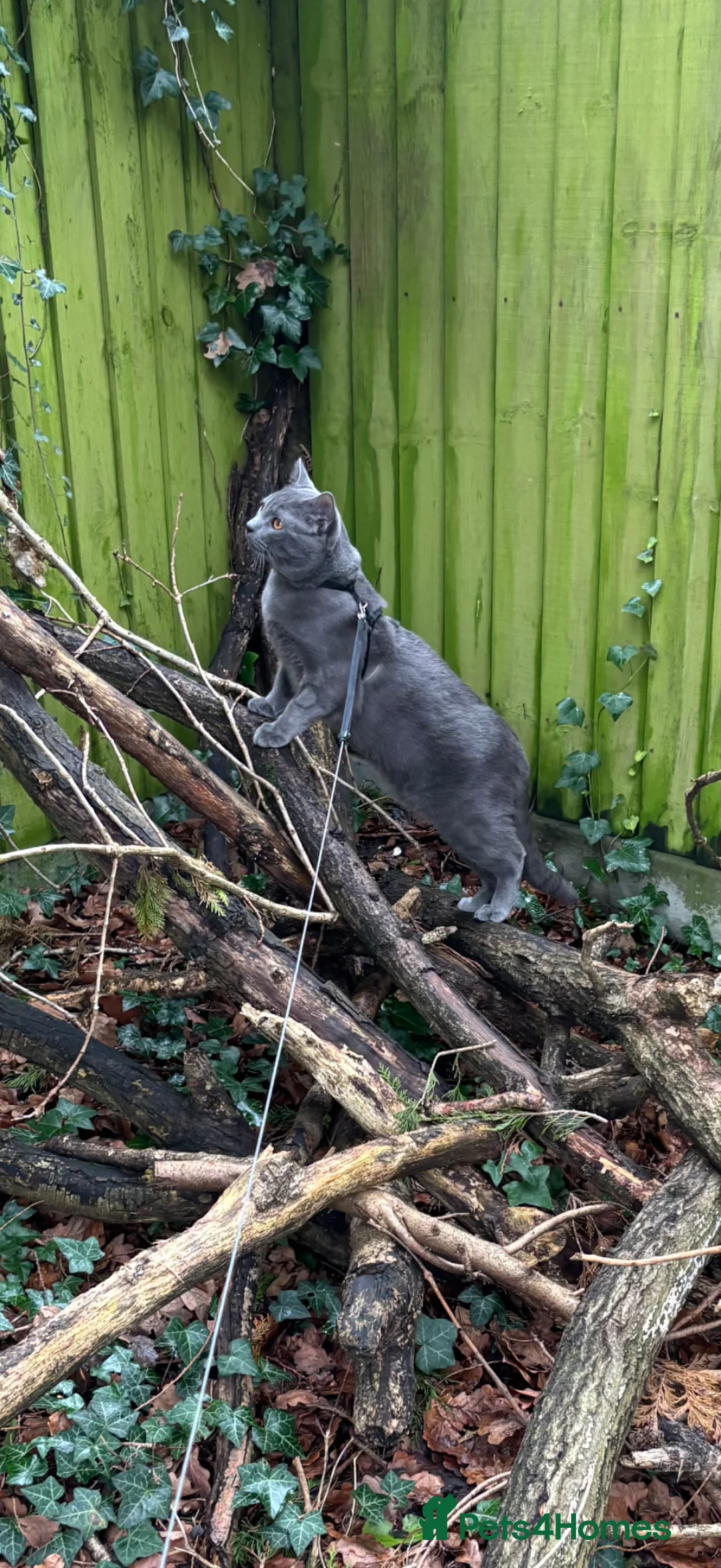 Chartreux cats for sale: Looking for loving home for male Chartreux - Advert 5