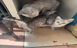 Egyptian Mau cats for sale: Egyptian Mau kittens - Image 4