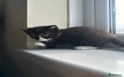 Mixed Breed cats for sale: Beautiful litter of kittens - Image 15