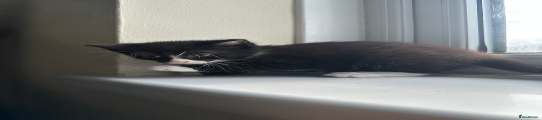 Mixed Breed Kitten 3