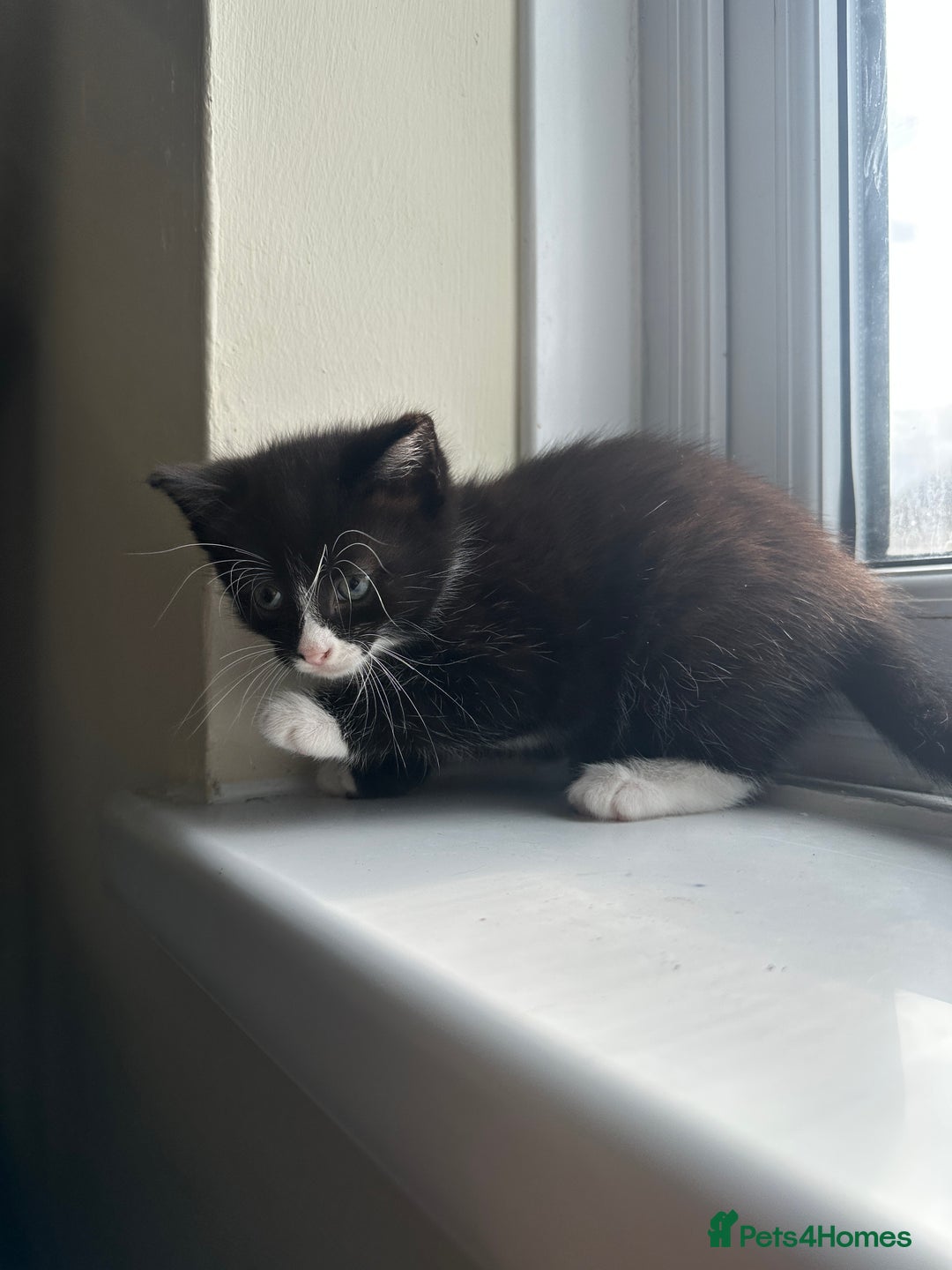 Mixed Breed cats for sale: Beautiful litter of kittens - Image 15