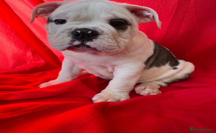 English Bulldog dogs - Advert 1