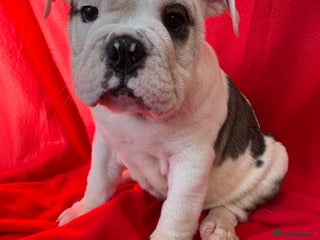 English Bulldog dogs - Advert 17