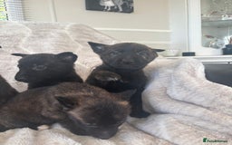 Belgian Shepherd Dog dogs for sale: Belgian shepherds - Advert 5