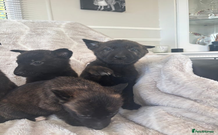 Belgian Shepherd Dog dogs Belgian shepherds - Advert 2