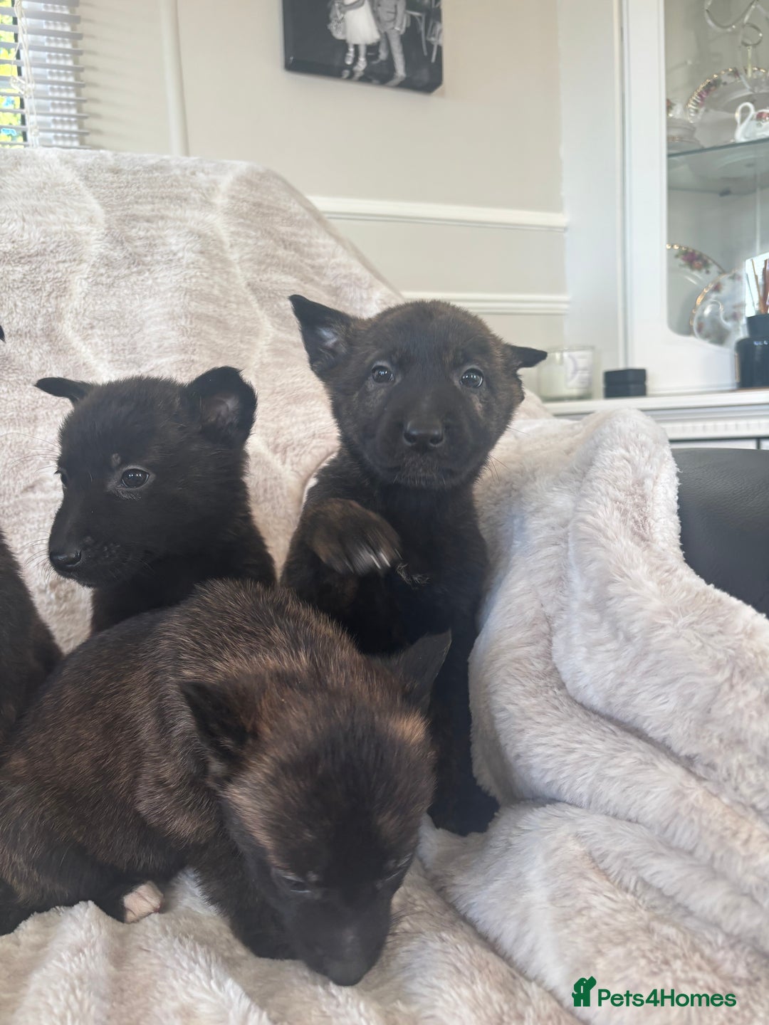 Belgian Shepherd Dog dogs for sale: Belgian shepherds - Advert 5