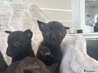 Belgian Shepherd Dog dogs Belgian shepherds - Advert 12