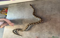Python Snake reptiles for sale: Female ball python with enclosure  - Image 1