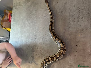 Python Snake reptiles - Advert 1