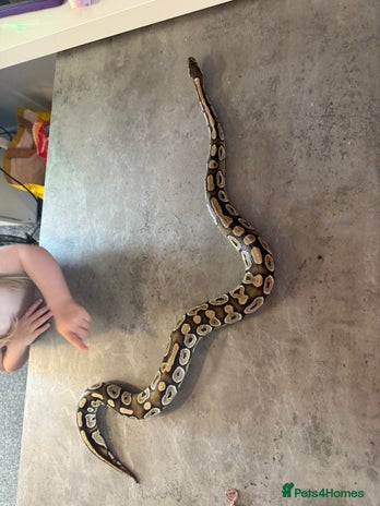 Python Snake reptiles - Advert 2