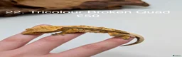 Gecko reptiles for sale: Stunning Mixed Morph Crested Gecko Babies! - Advert 19