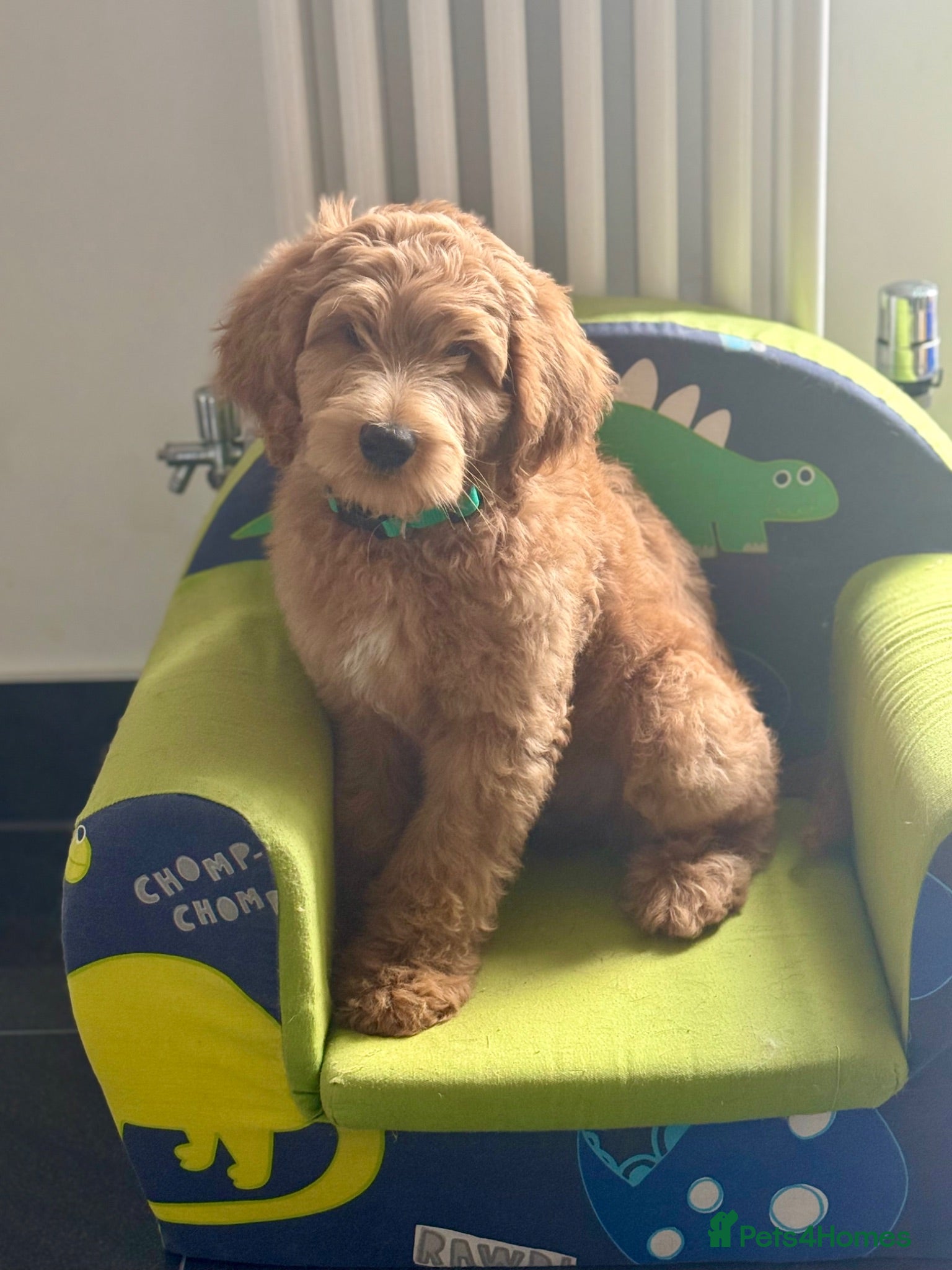 Australian Labradoodle dogs DOODLE BONKERS  - Advert 2