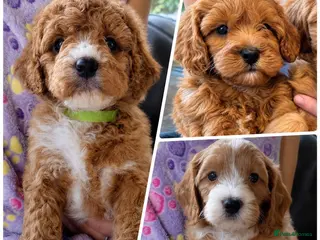 Cavapoo dogs F1 Cavapoo puppies-extensively health tested - Advert 4