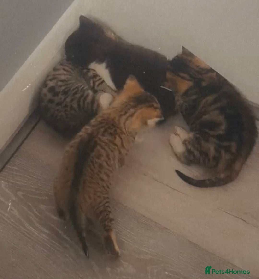 Abyssinian cats Kittens Looking for Loving Homes - Advert 1