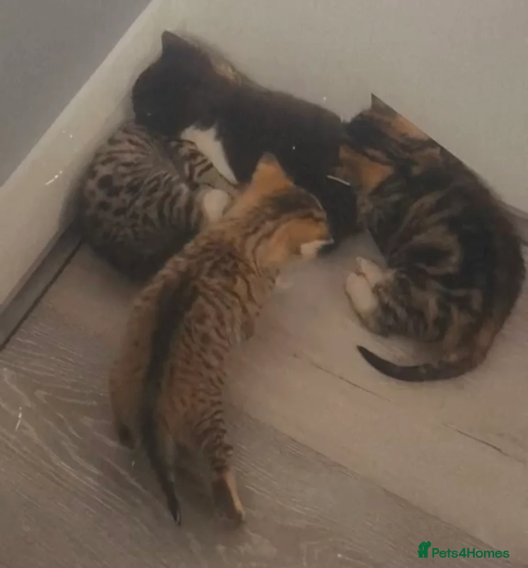 Abyssinian cats for sale: Kittens Looking for Loving Homes in London - Advert 1