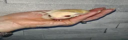 Sugar Glider rodents for sale: Stunning sugar gliders  - Advert 6