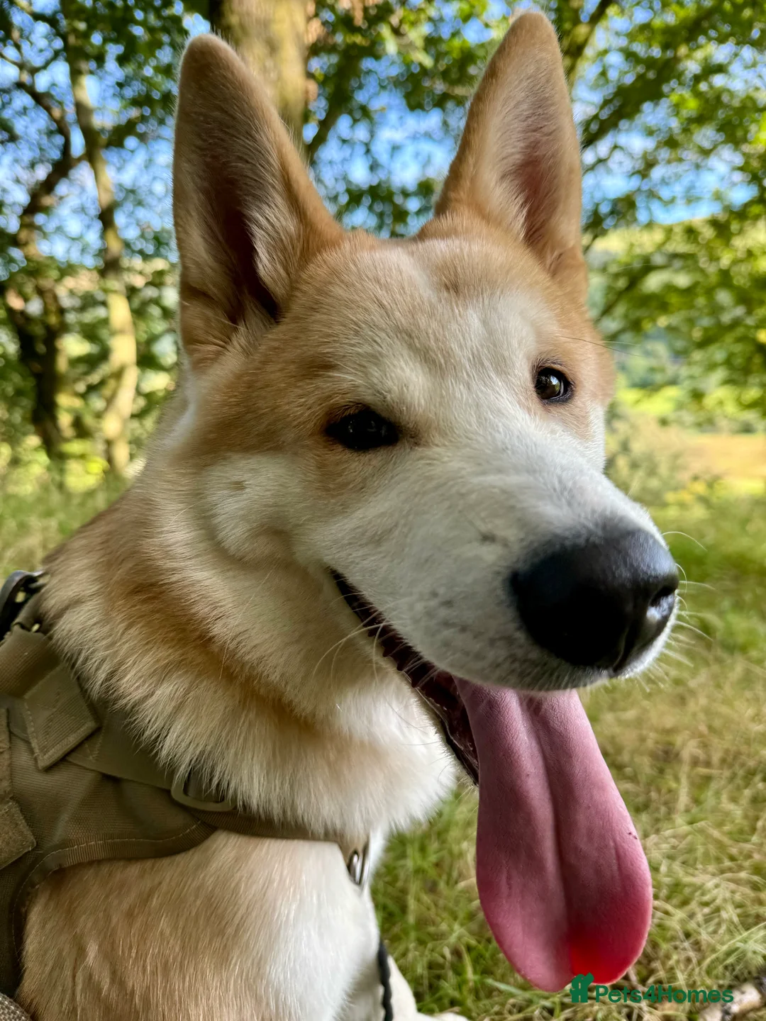 Huskita dogs for sale: Handsome Male Huskita Seeking Loving New Home in Llanfyllin - Advert 8