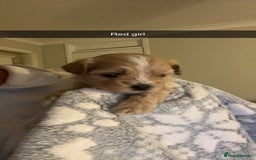Shihpoo dogs for sale: Shihpoo puppies looking for homes - Image 12