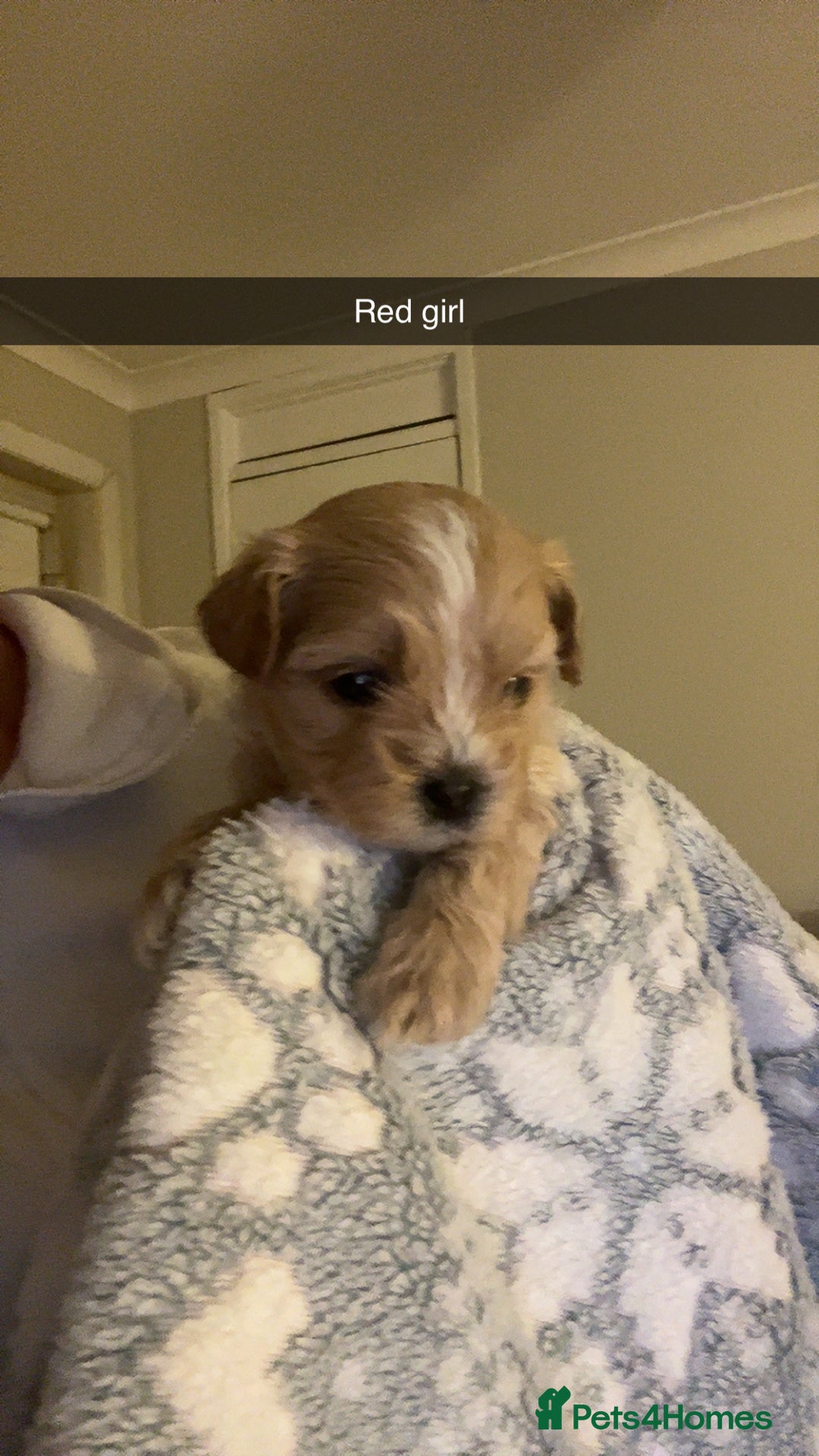 Shihpoo dogs for sale: Shihpoo puppies looking for homes - Image 12