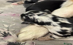 Mixed Breed dogs for sale: Blue merle and golden retriever puppies - Image 5