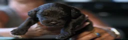Labradoodle dogs for sale: Miniature labradoodle puppies  - Advert 16