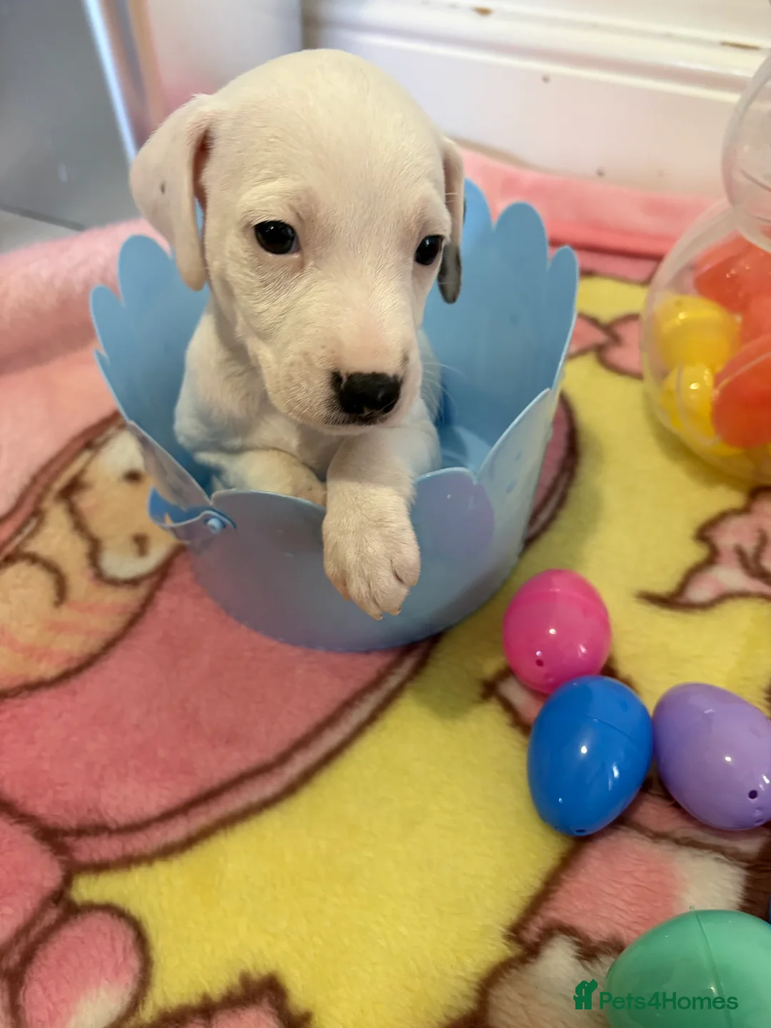 Jackapoo dogs for sale: Jackapoo puppies - Advert 4