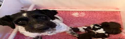 Miniature Schnauzer dogs for sale: KC reg Minuature Schnauzer - Advert 4