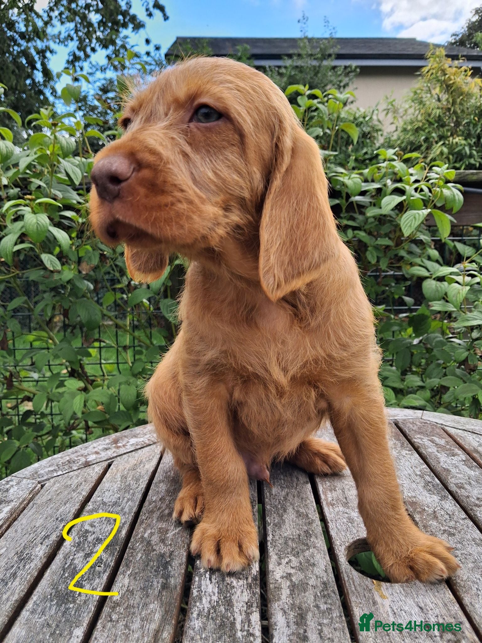 Hungarian Vizsla dogs KC Hungarian Wirehaired Vizslar - Advert 1