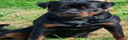Rottweiler dogs for stud: Rottweiler for stud only  - Advert 10