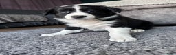 Border Collie dogs for sale: Border collies for sale - Advert 8
