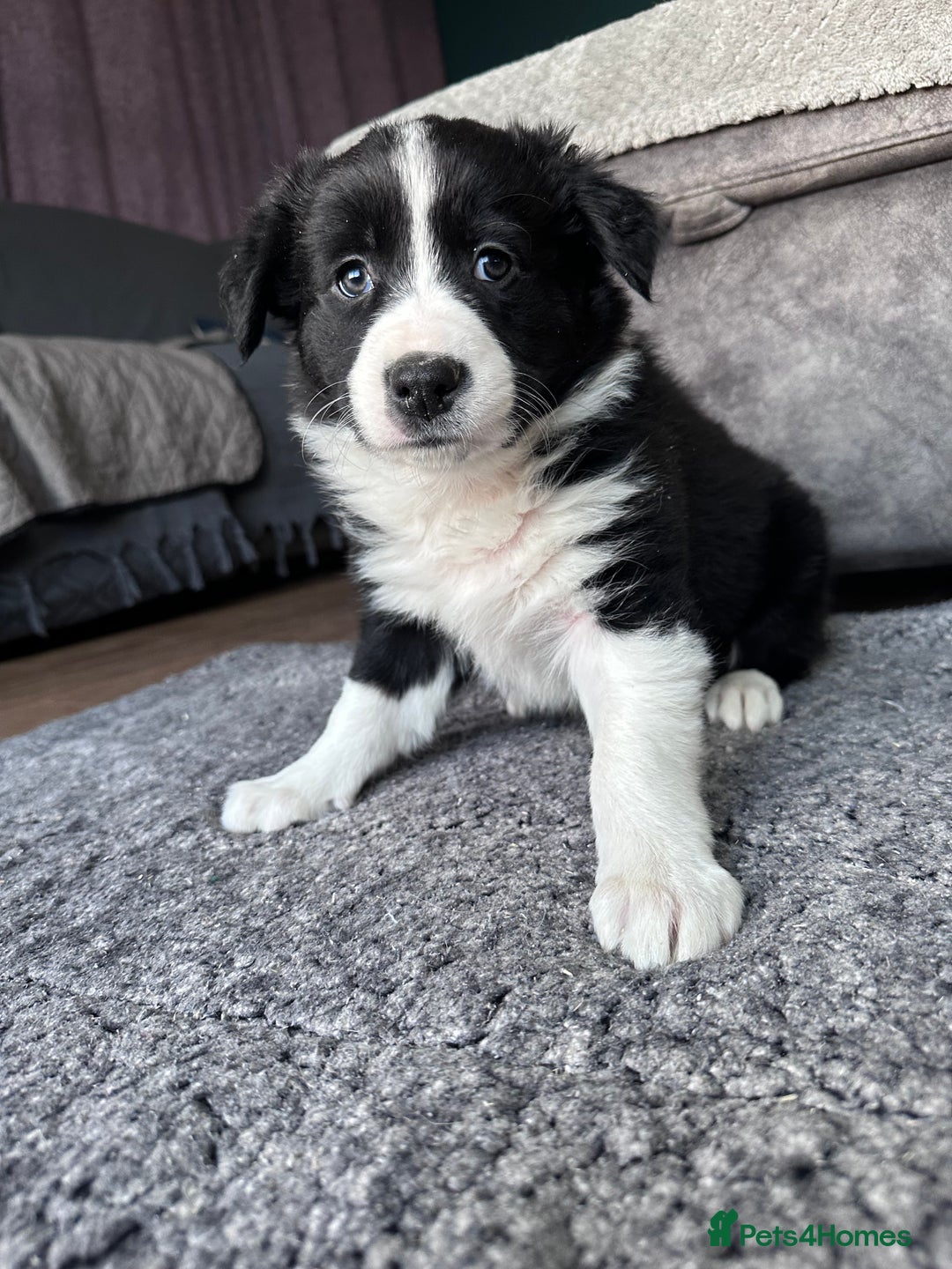 Border Collie dogs for sale: Border collies for sale - Advert 8