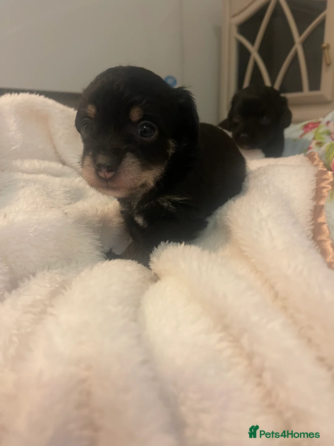 Jackapoo dogs for sale: Quality Jack Russel Puppies for sale 💌 - Advert 11