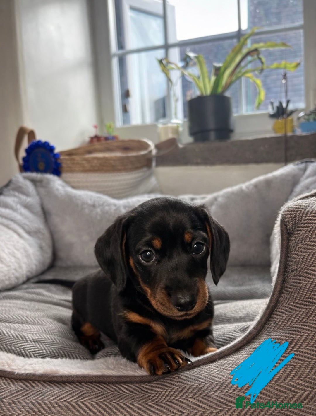 Miniature Dachshund dogs for sale: Miniature dachshunds-Blue & tan ,black & tan left - Advert 5