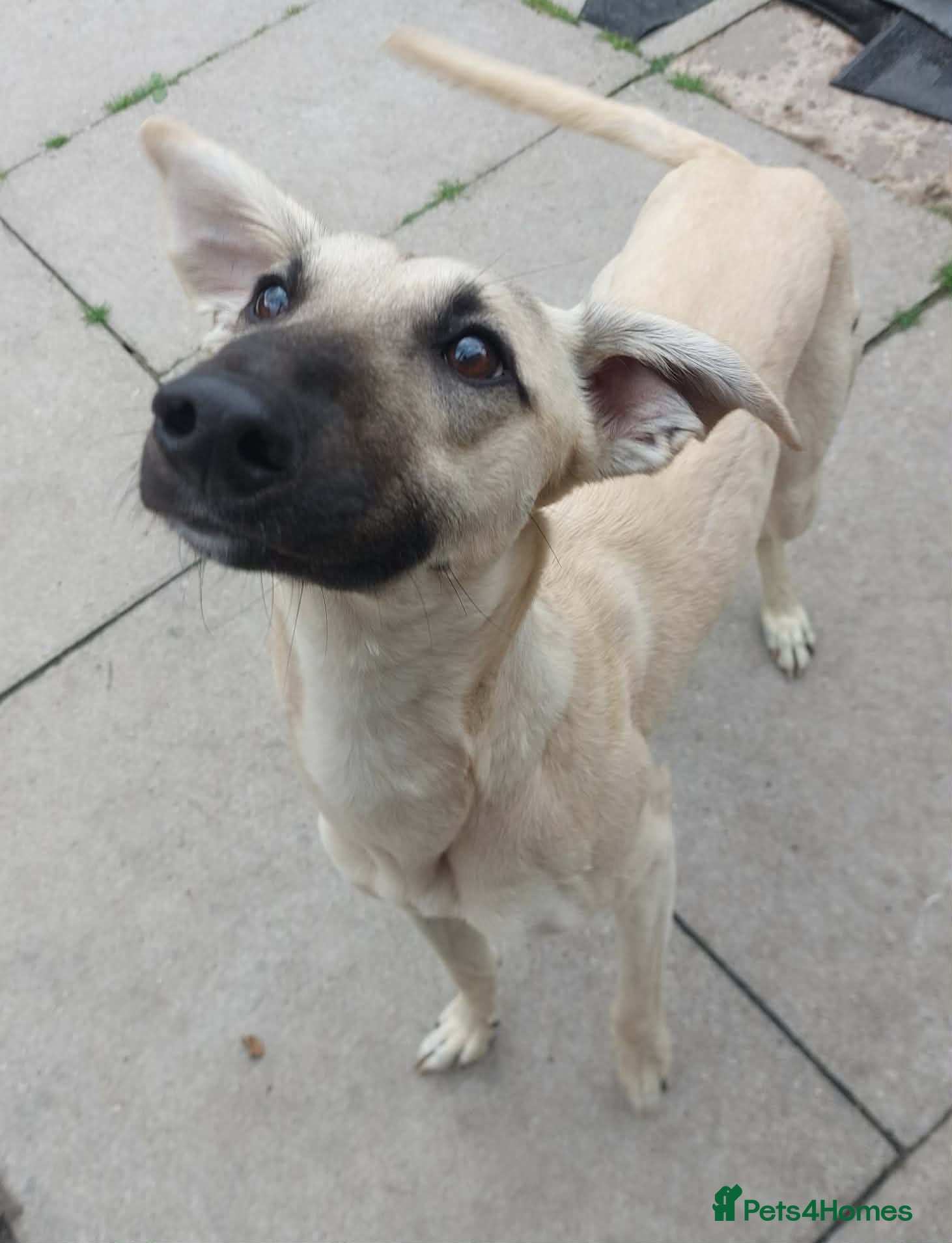 Mixed Breed dogs for adoption: Young Chase wants a new loving forever home - Advert 2