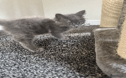 Maine Coon cats for sale: Adorable MaineCoon Ragdoll Cross Kittens Ready Now - Image 14