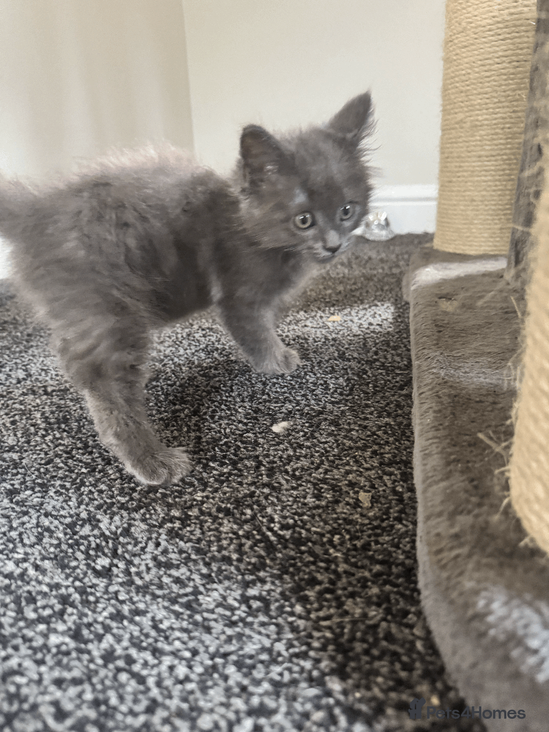 Maine Coon cats for sale: Adorable MaineCoon Ragdoll Cross Kittens Ready Now - Image 14